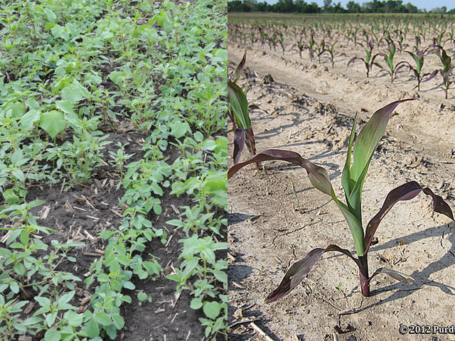 Growers with fallow fields in 2019 should prepare for large weed seedbanks this spring, like this soybean field brimming with velvetleaf and waterhemp, on the left. Cornfields may also see some phosphorus deficiency symptoms, seen in the purpling corn plant on the right. (DTN photo by Pamela Smith and courtesy of Purdue University)